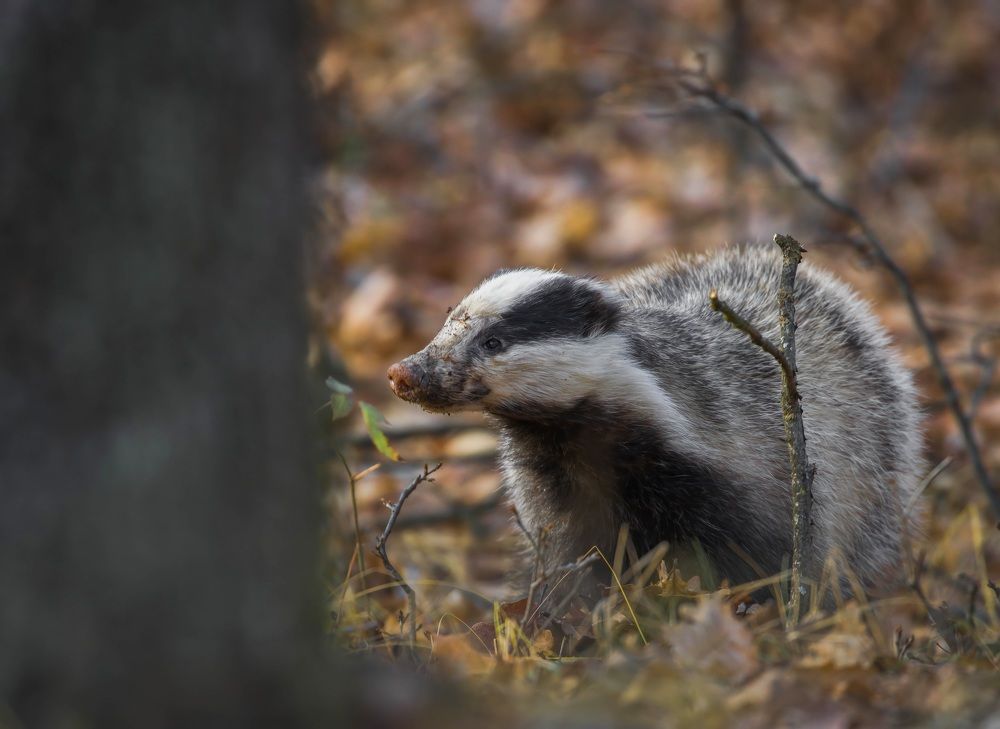 Badger searching for food