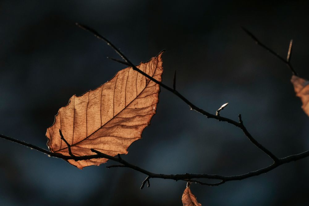 Photograph by Greg Noakes