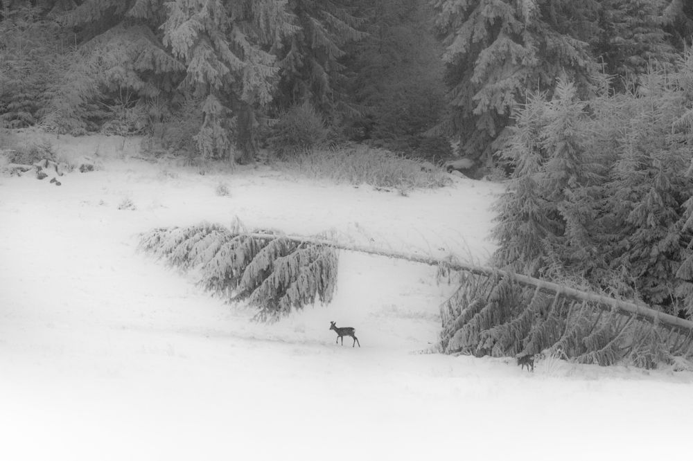 Photograph by Adrian Grigore