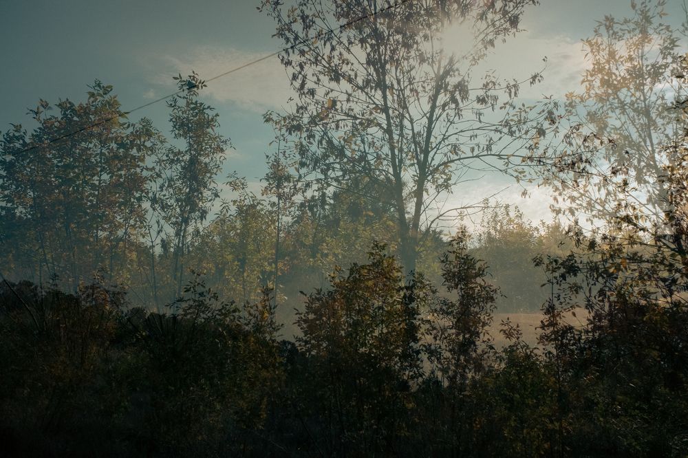 Волшебный лес.