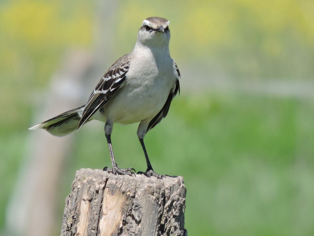 Photograph by CARLOS JAVIER PIRALI