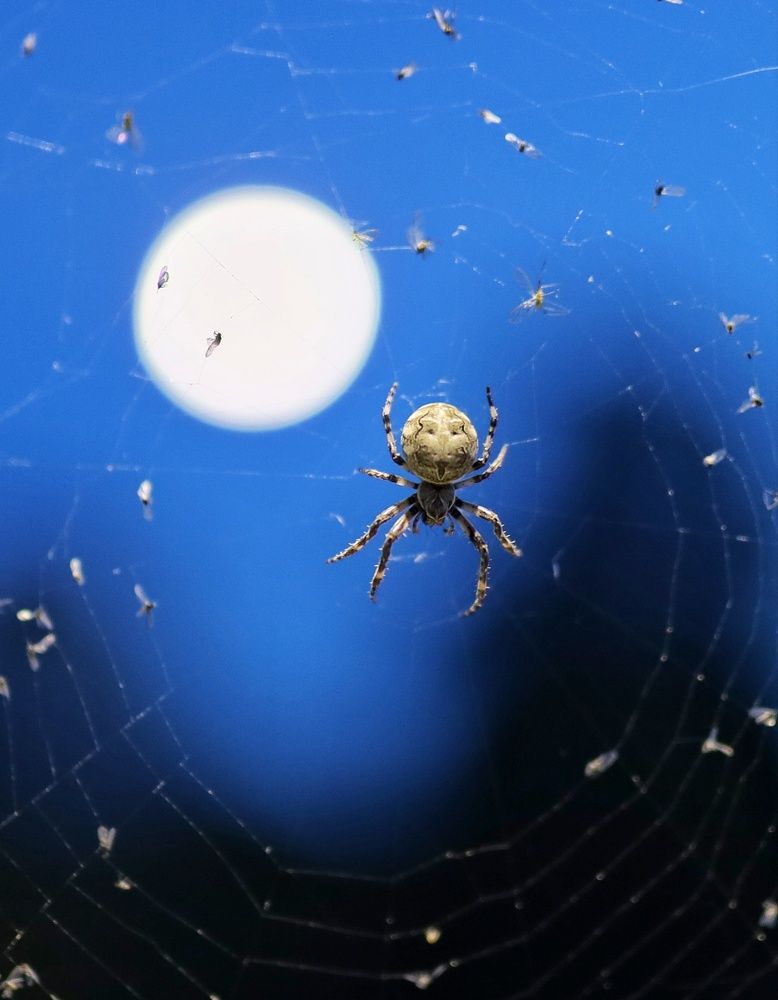 Photograph by Ruzena Suchánková