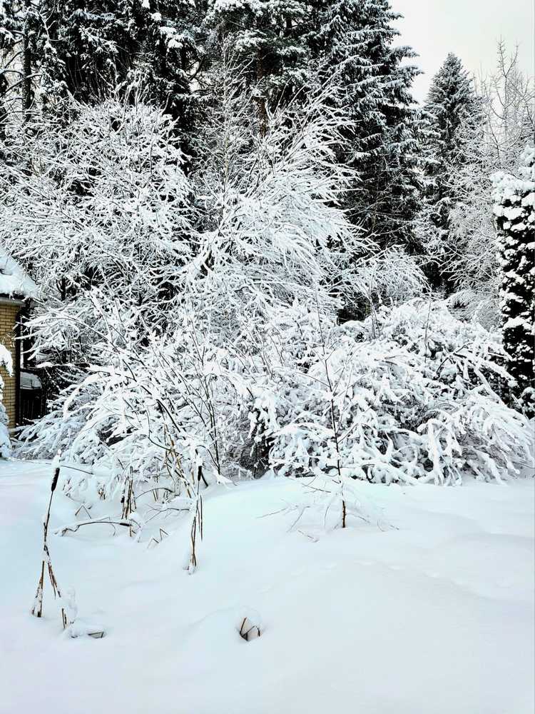 Фотография автора Мария Коледа