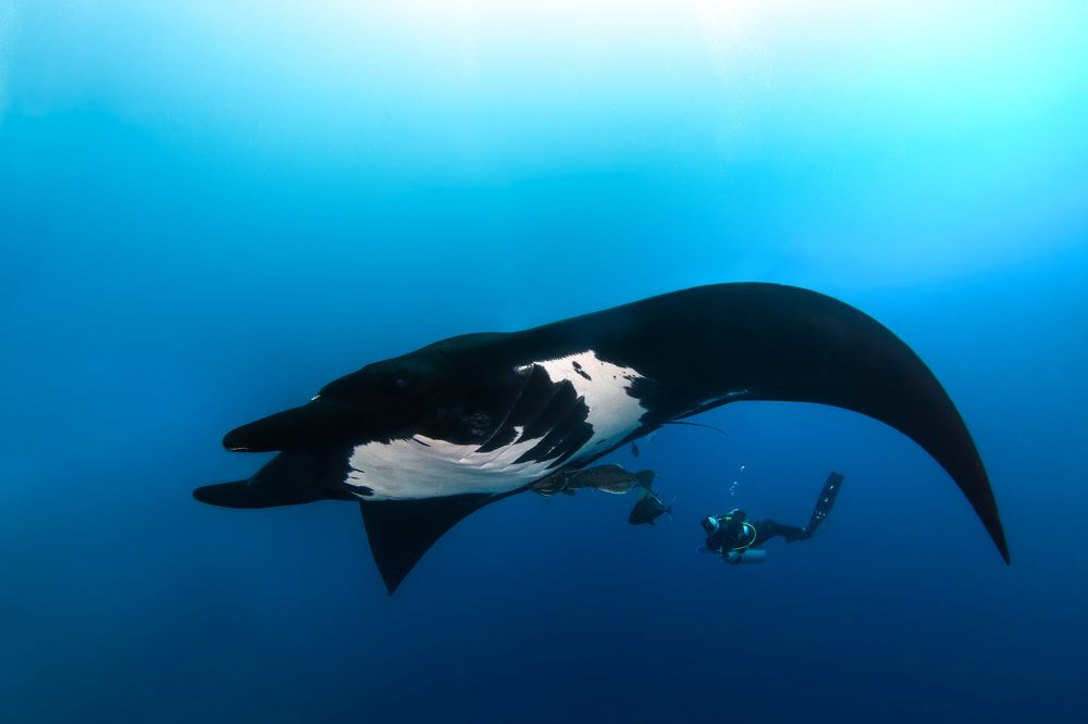 Preservar e contemplar