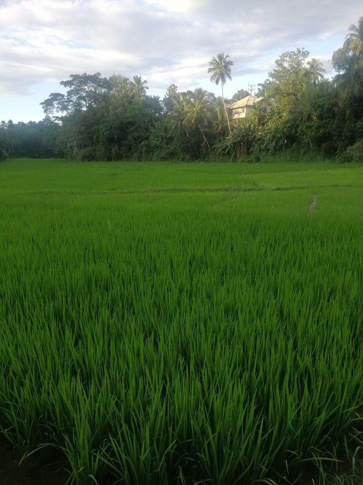 Photo #10047104