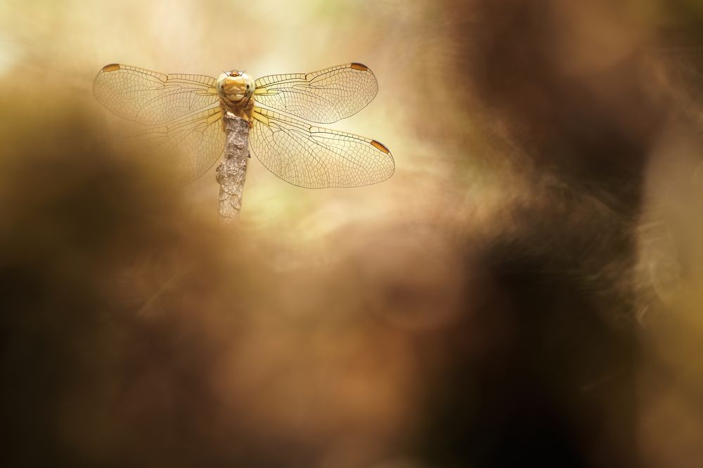 Фотография автора Panagiotis Dalagiorgos