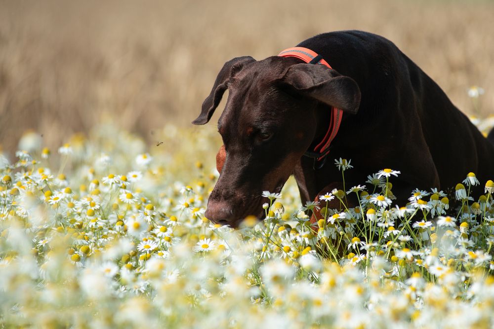 Photograph by Наталья Романова
