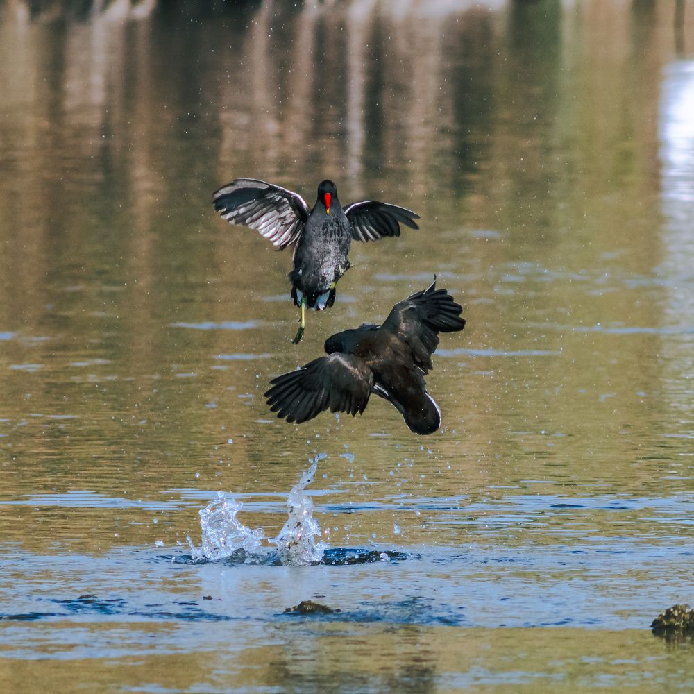 Photograph by Hervie Imus