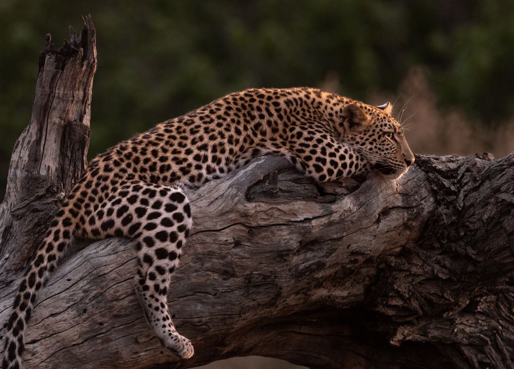 Photograph by João Travassos