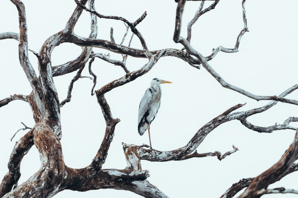 Фотография автора Raoul Rutnam