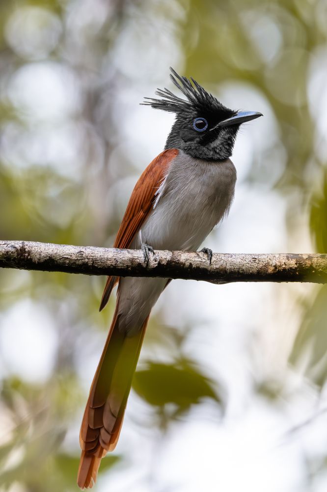 Фотография автора Raoul Rutnam