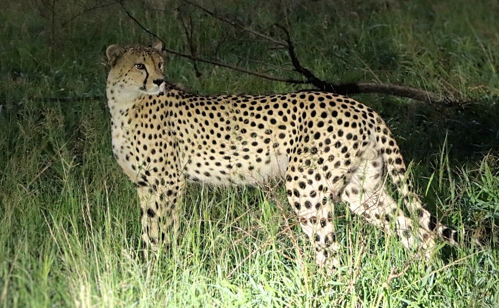 Cheatah marking territory early morning