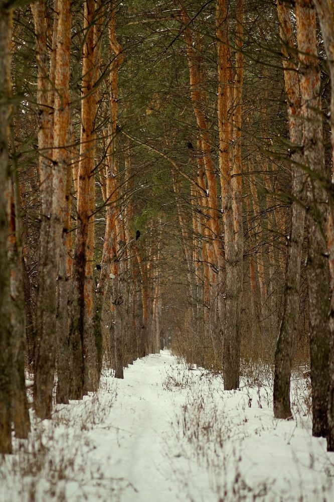 Photograph by Оксана Диткина