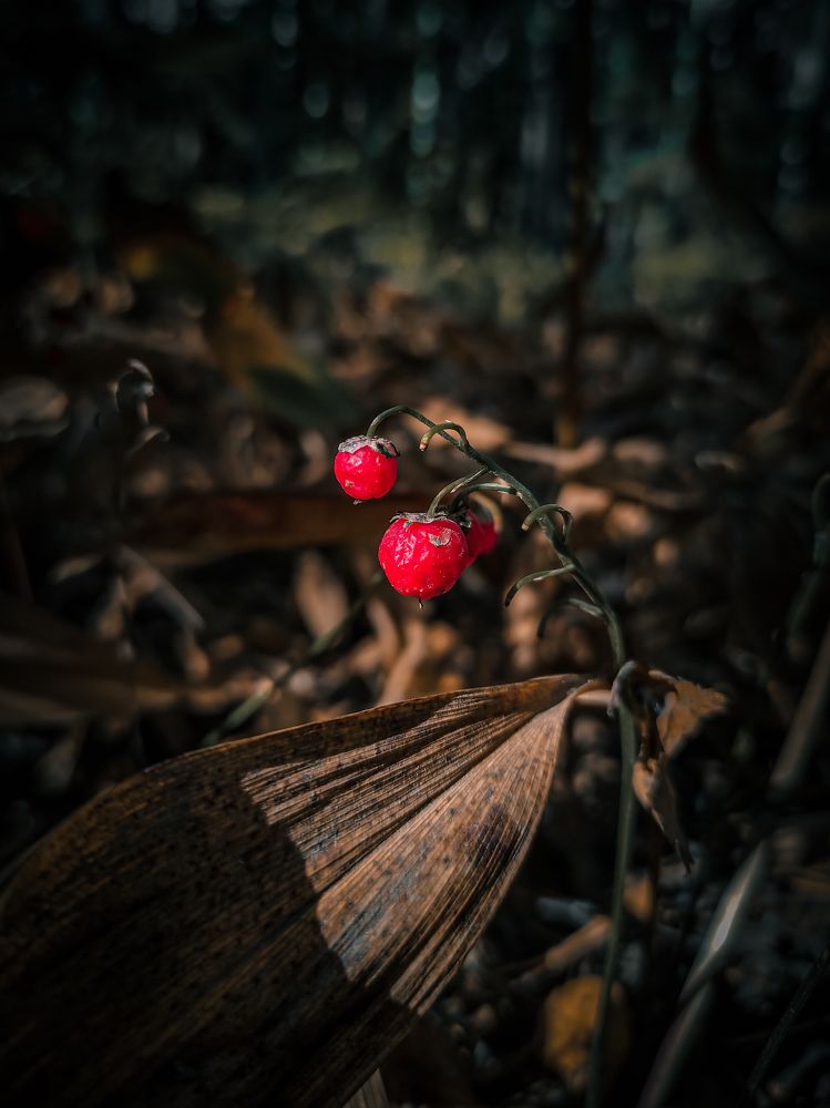 Фотография автора Александр Хухлов