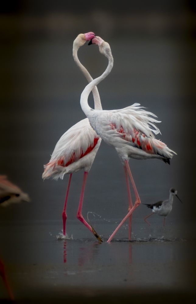 Photograph by Harsha Devalla