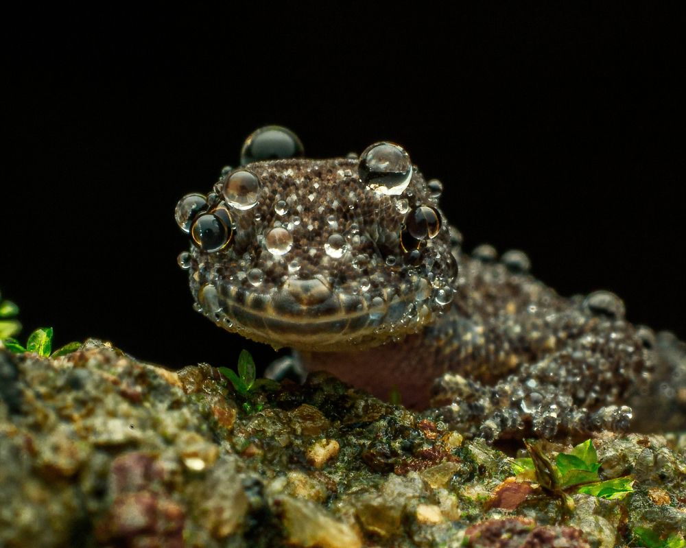 Gecko drenched in rain