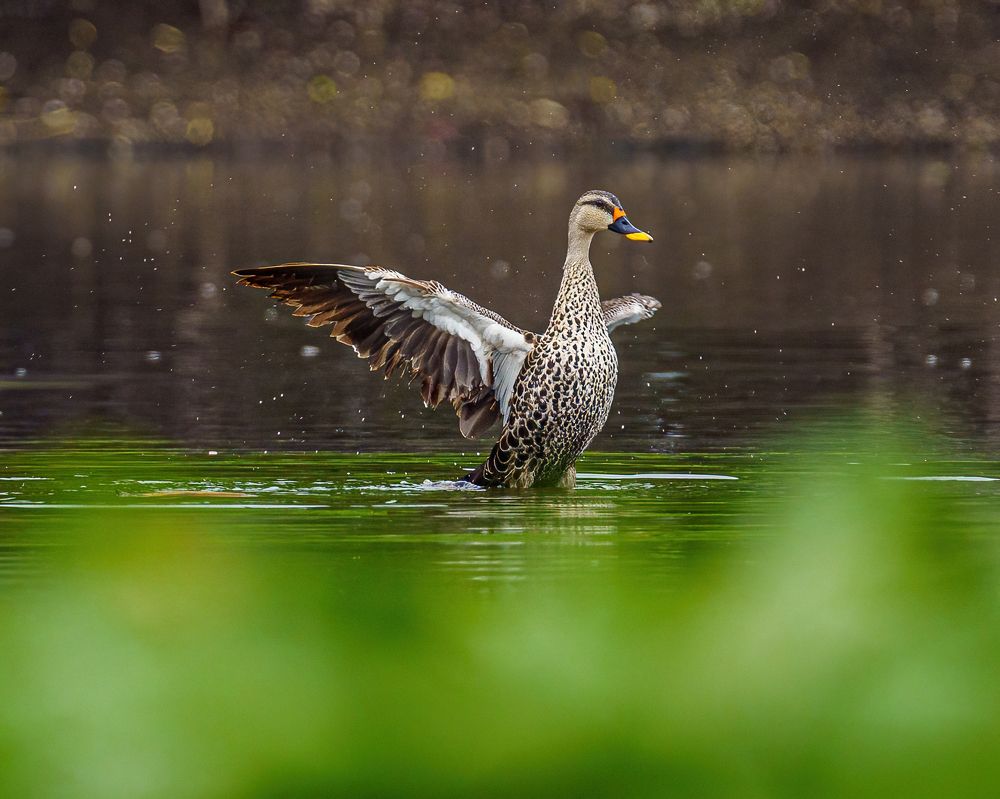 Фотография автора Hari venkatesh Y