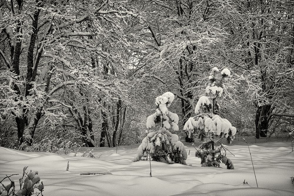 Под снежным покровом