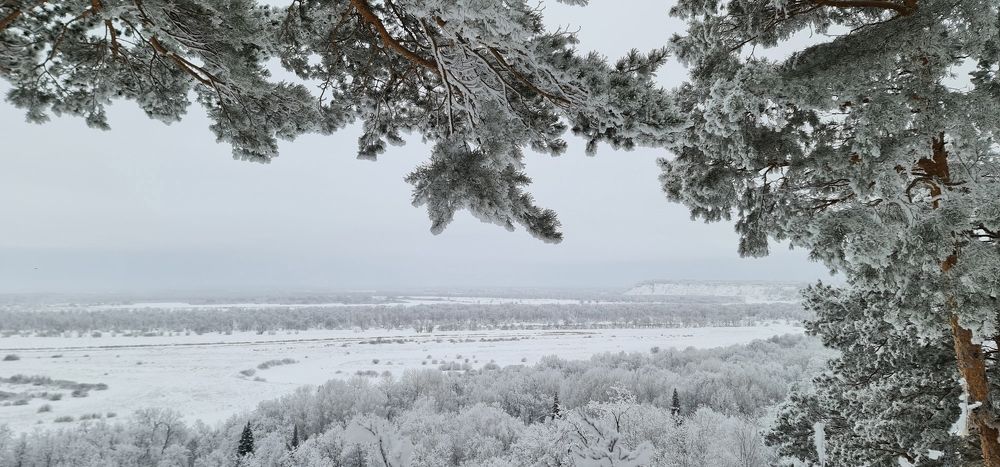 Заснеженный ботанический сад