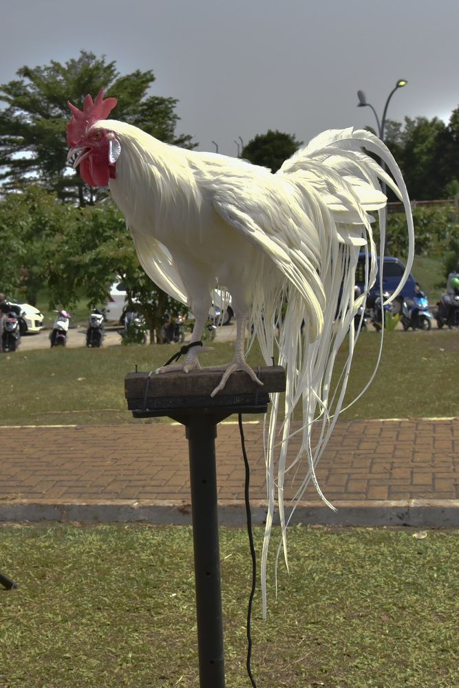 Photograph by Pujo Cahyono