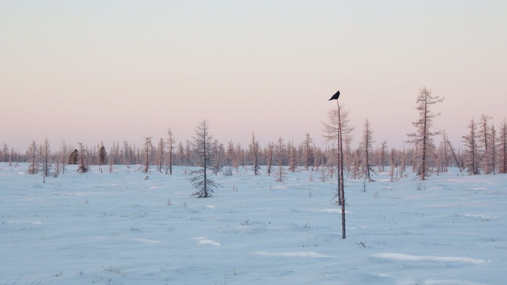 Фотография автора Мария Черница