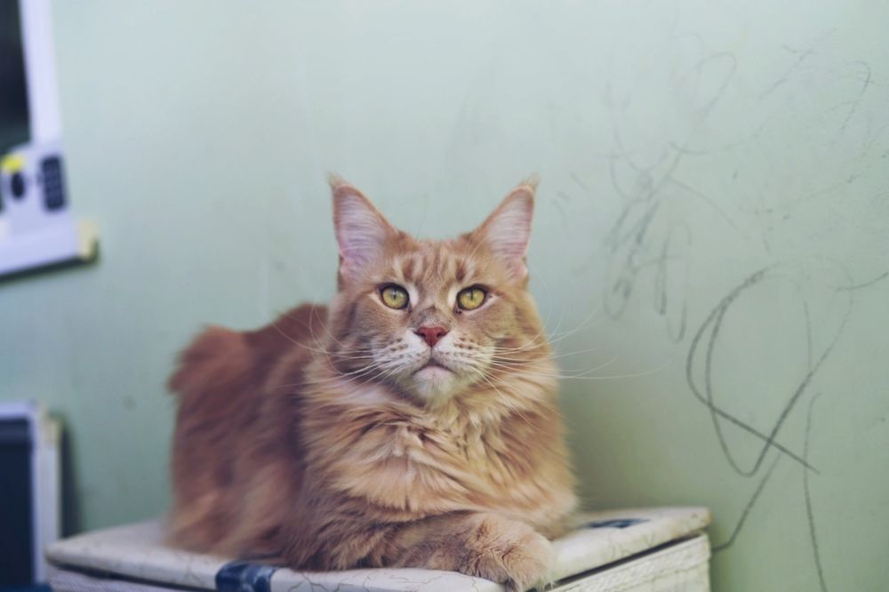 Photograph by Елена Томчук