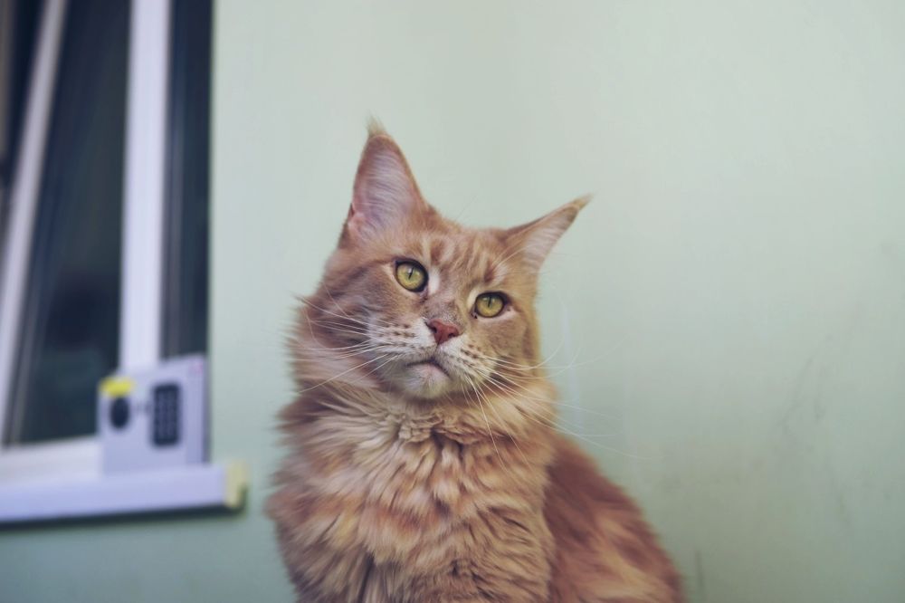 Photograph by Елена Томчук