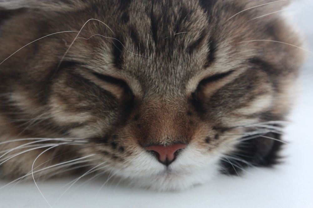 Фотография автора Мостовщикова Мария