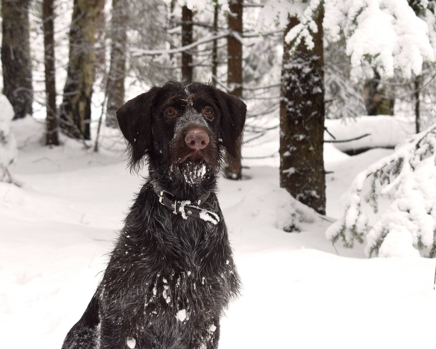 Зимний портрет.