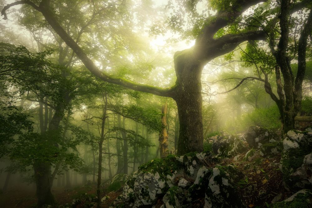 Fog in the Carpathians
