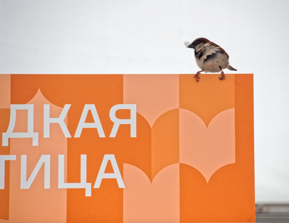 Редкая птица