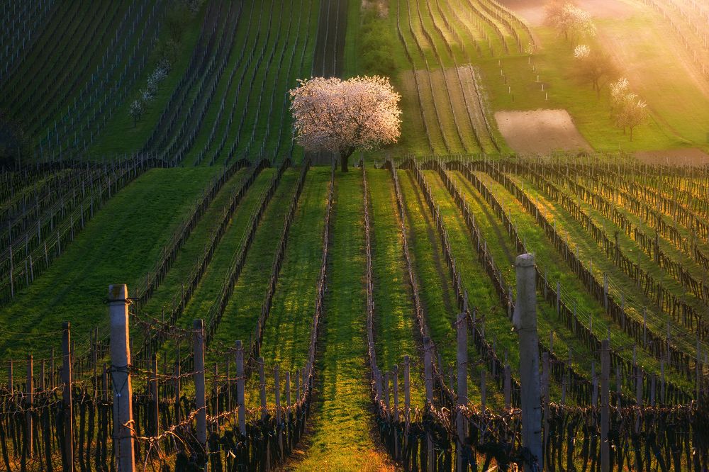 Spring in the vineyard