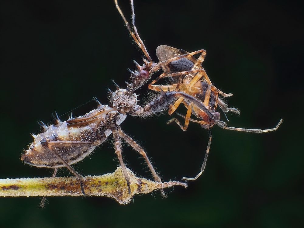 Photograph by Chen-You Li