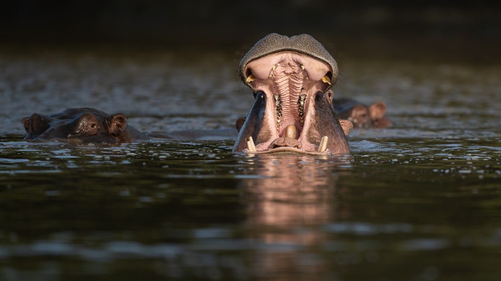 Фотография автора Anand Kumar