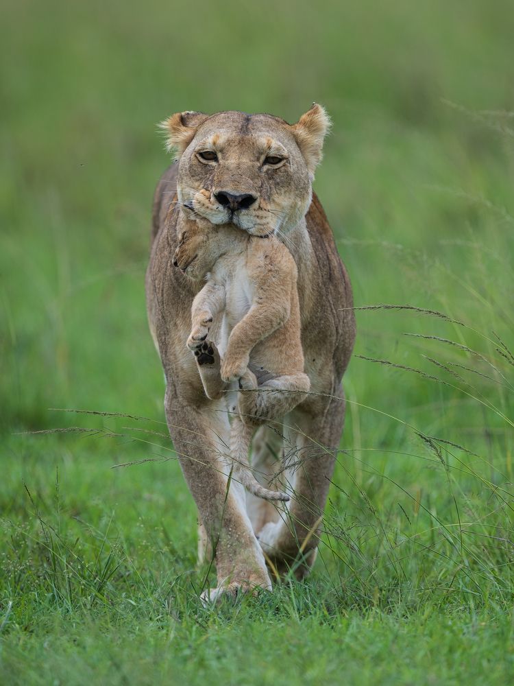 Carried by a mother\'s love