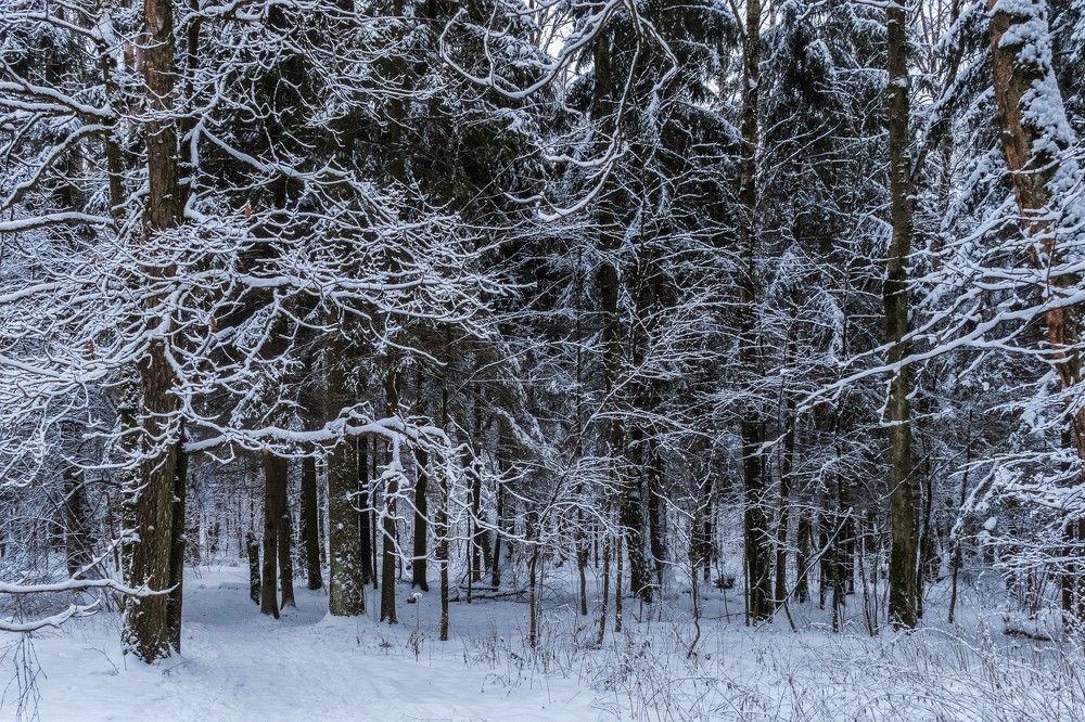 Холодные кружева