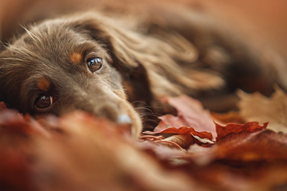 Photograph by Дарья Базарнова