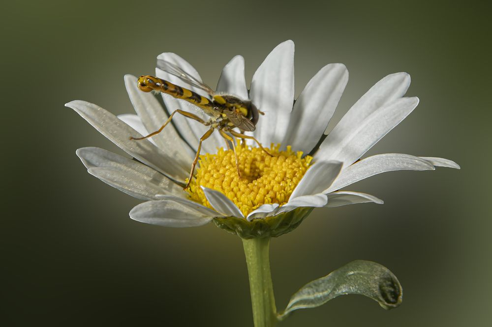 Photograph by Екатерина Бурикова