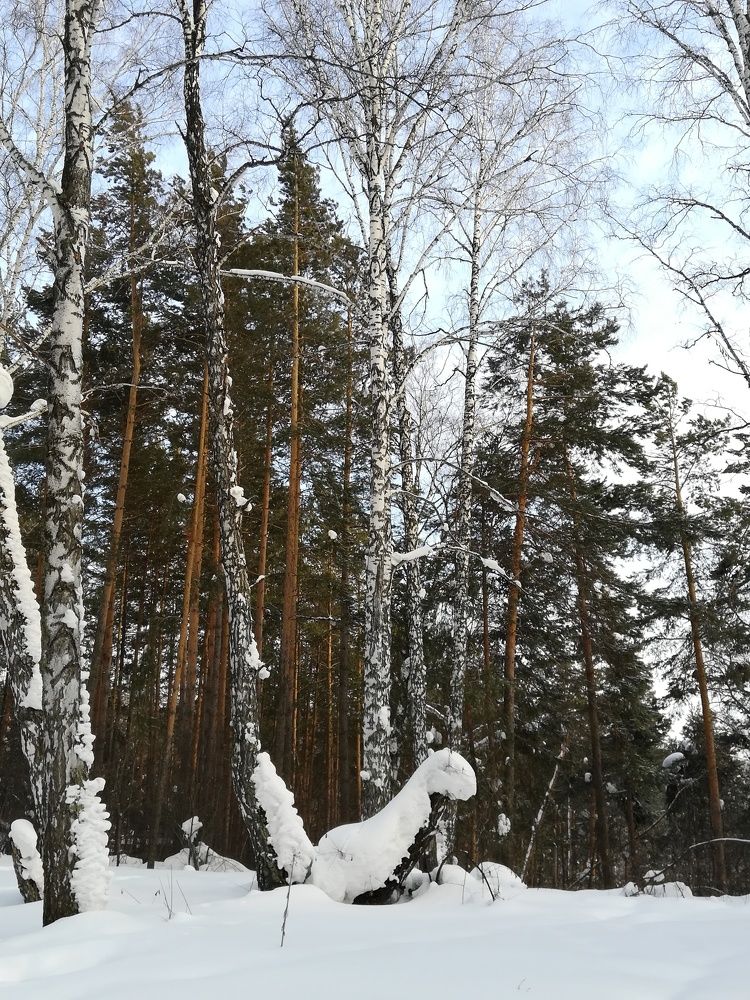 The trics of the nature