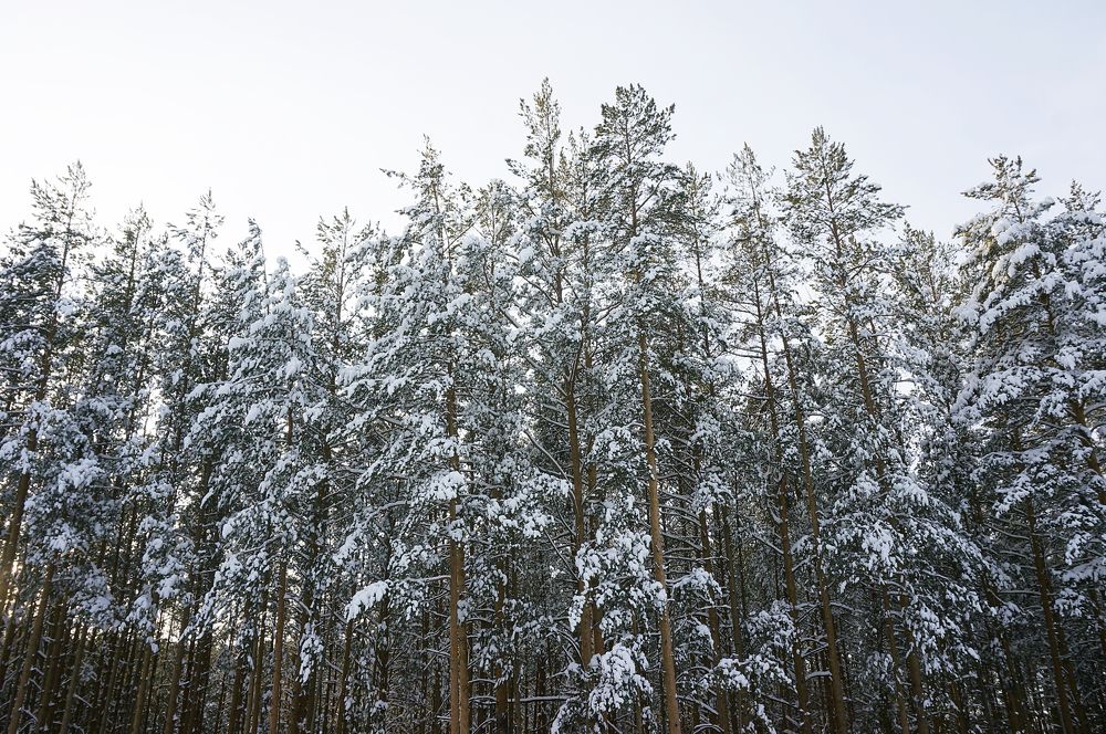 Photograph by Александр Райсон