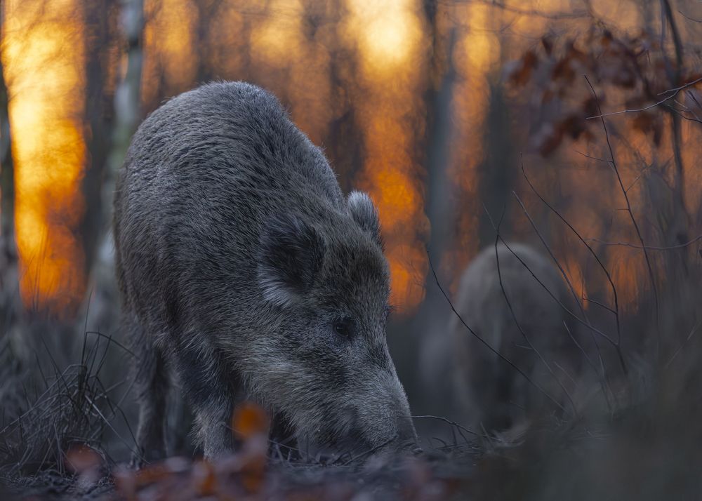 Photograph by Radosław Makowczyński