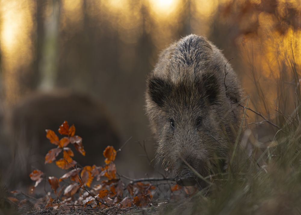 Photograph by Radosław Makowczyński