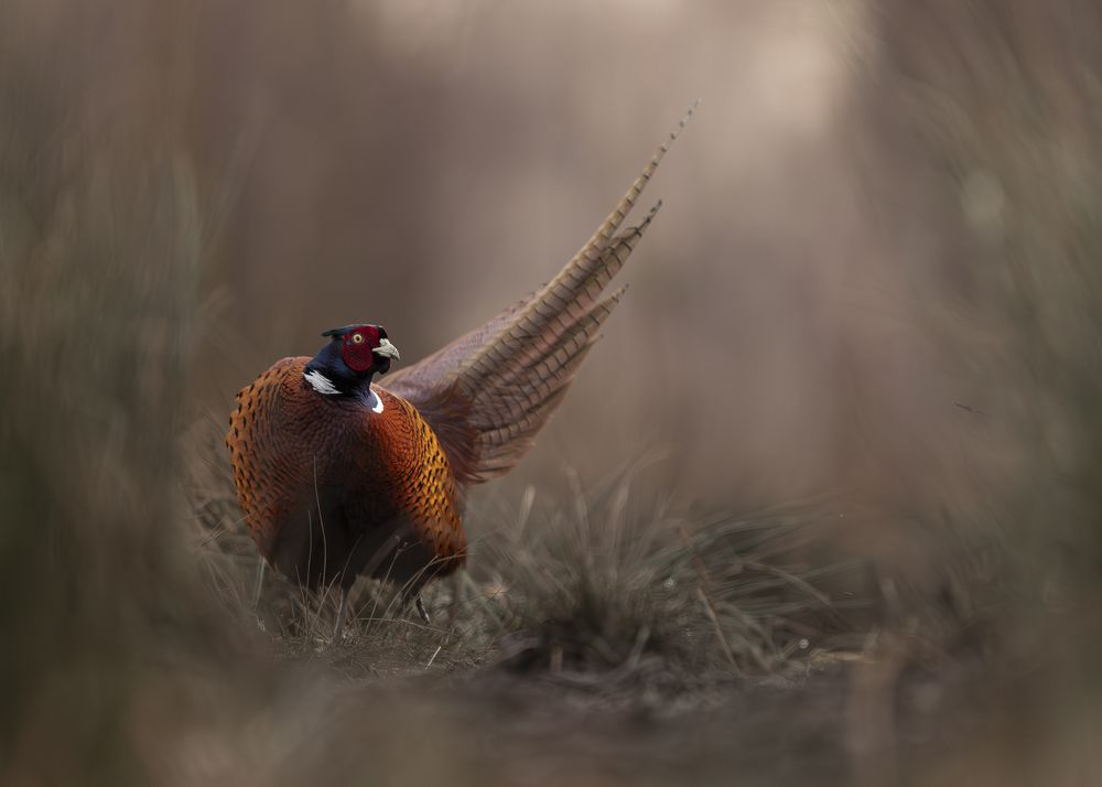 Photograph by Radosław Makowczyński