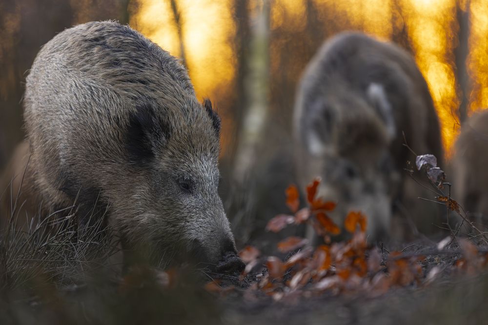 Photograph by Radosław Makowczyński
