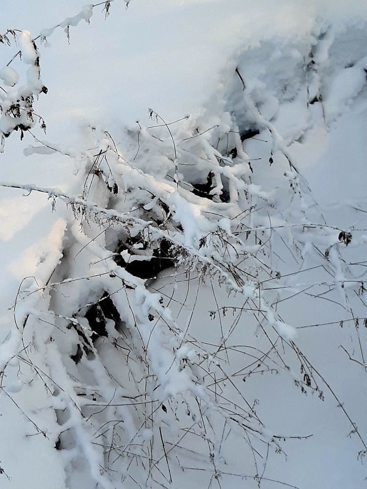 Фотография автора Наталья Шендяпина