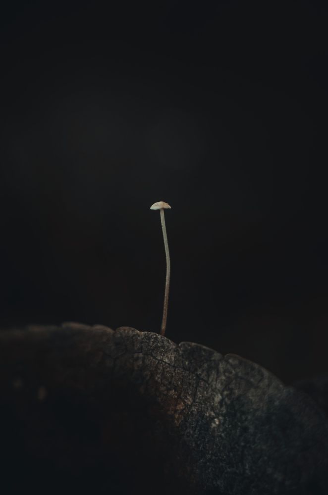 Фотография автора Наталья Алексеева