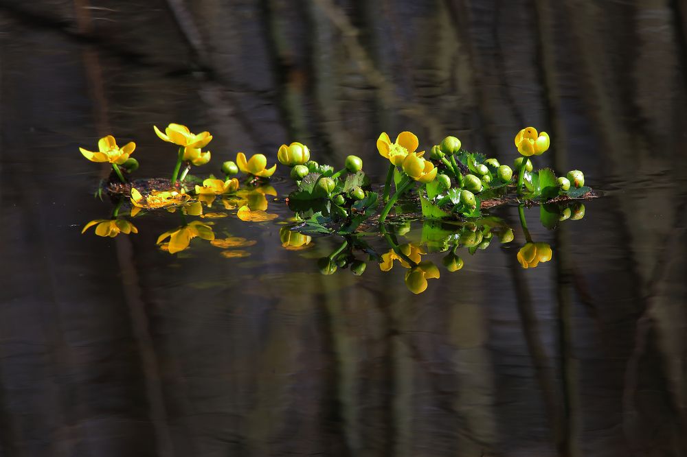 Отражение весны.