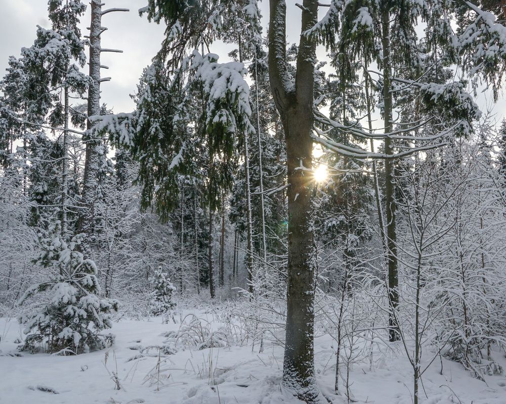 Photograph by Елена Никонова