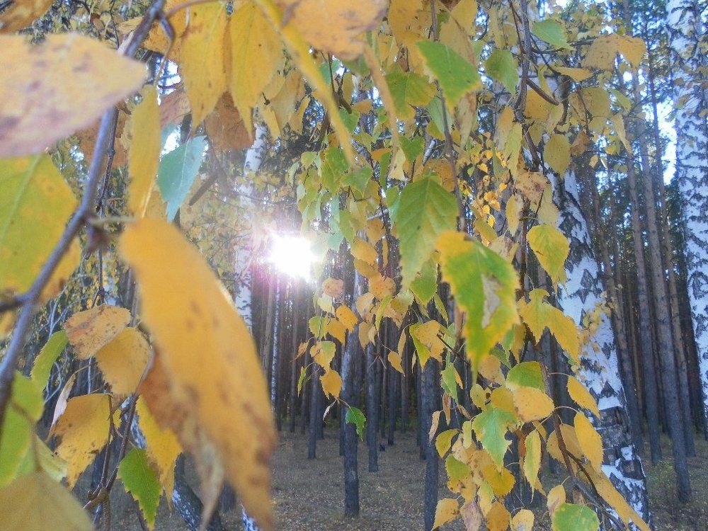 Осенние мотивы