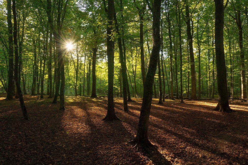 Осеннее лучисто солнышко